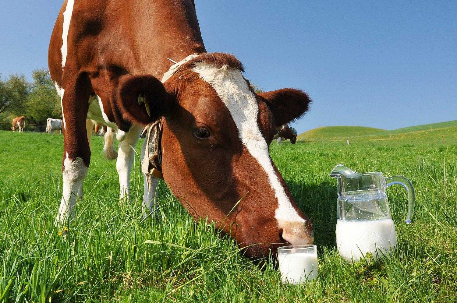 Лактация у коровы: продолжительность периода, образование и отдача молока, фазы, кормление