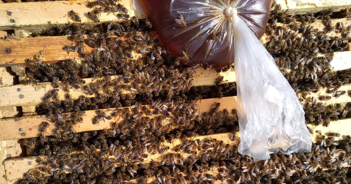 Медовая сыта для подкормки пчел - секреты приготовления