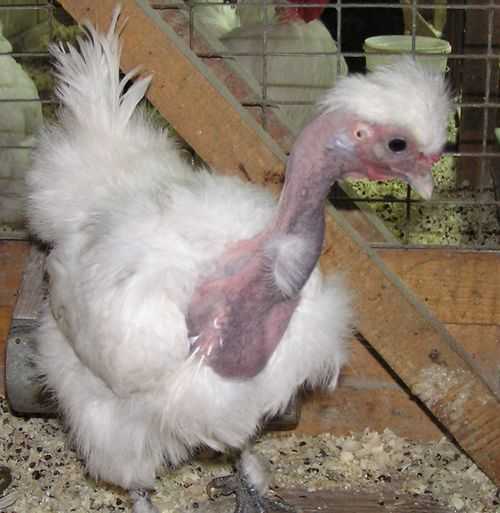 Голошейная порода кур: описание и фотографии