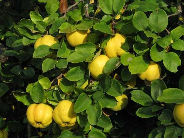 Айва – польза и вред для здоровья свойства вареного фрукта и семечек плодов