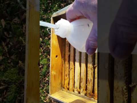 Применение щавелевой кислоты: в пчеловодстве, промышленности, быту | ооо «эверест»