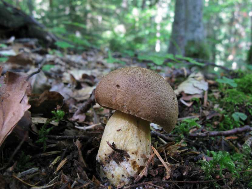 Желчный гриб — описание внешнего вида, сезонность, вкусовые качества + 69 фото