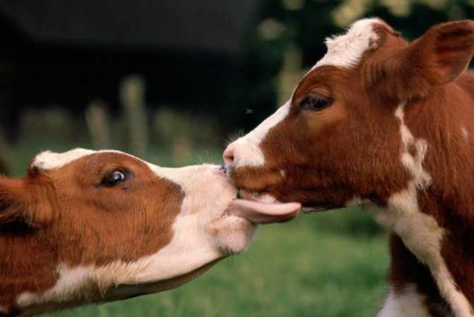 Айрширская корова – жемчужина молочного направления