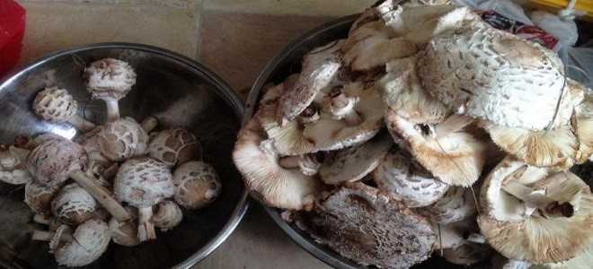 Как правильно приготовить гриб зонтик: восемь лучших пошаговых рецептов с фото. Как варить и чистить грибы зонтики, жарить и мариновать.