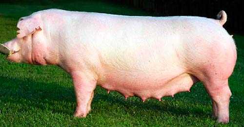 Порода свиней ландрас: характеристика и описание породы, нюансы и проблемы выращивания поросят, кормление и уход, видео и сколько стоит поросенок?