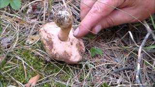 Моховик — описание, как выглядит гриб с фото; польза, вред, противопоказания; использование в кулинарии