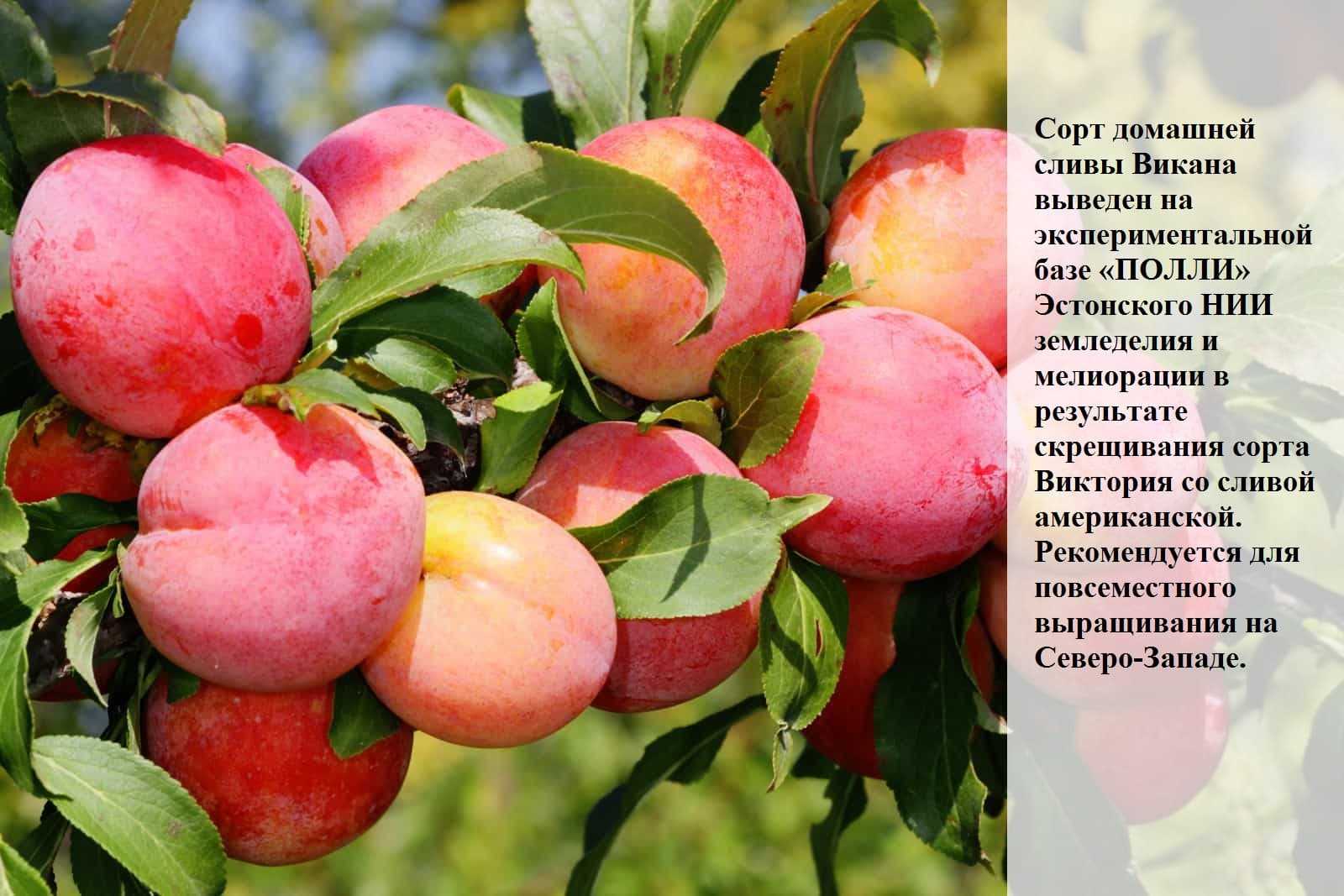 Американския яблоня деличия: описание сорта, фото, отзывы и характеристики