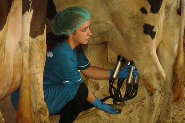 Технология и правила машинного доения коров