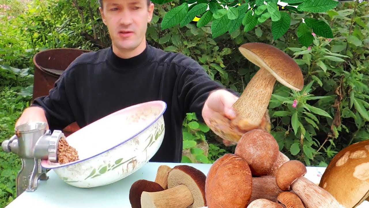 Фирменные методы выращивания белых грибов в домашних условиях