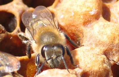 Как правильно обрабатывать пчел от клеща?