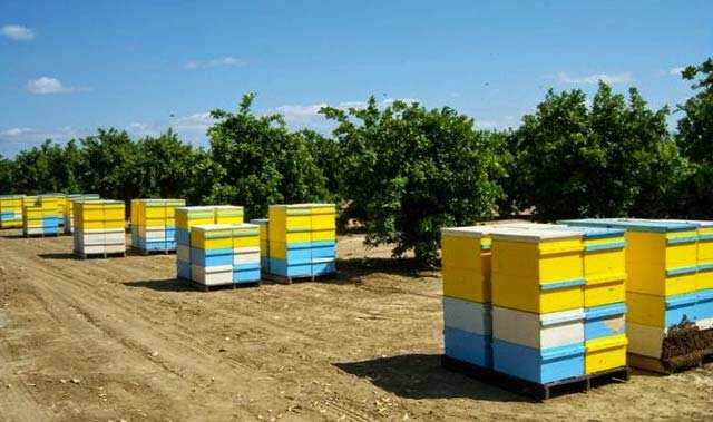 Почему алтайский пчеловод продает мед только в канаду и как устроена его пасека