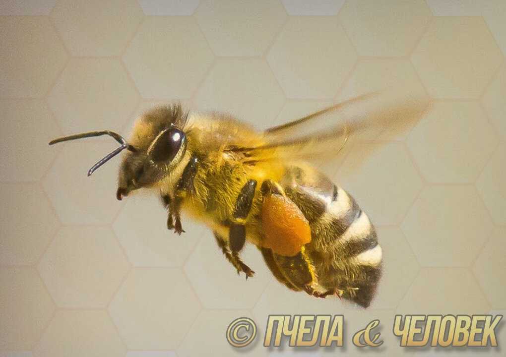 Как пчелы собирают мед – аграрий