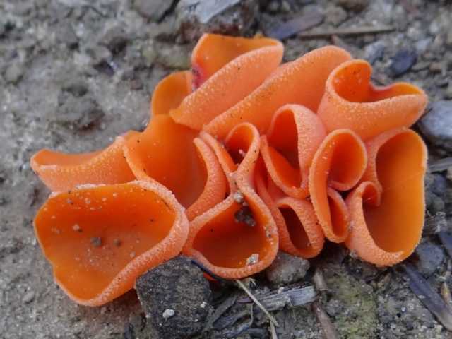 Описание гриба пецица оранжевая. Места произрастания блюдцевика розово-красного. Съедобность вида. Двойники – съедобные и ядовитые, их характеристики.