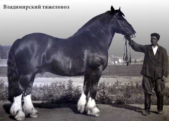 Порода лошадей владимирский тяжеловоз: видео и фото
порода лошадей владимирский тяжеловоз: видео и фото
