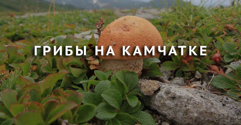 Как выглядят грибы вешенки и их описание (+29 фото)
