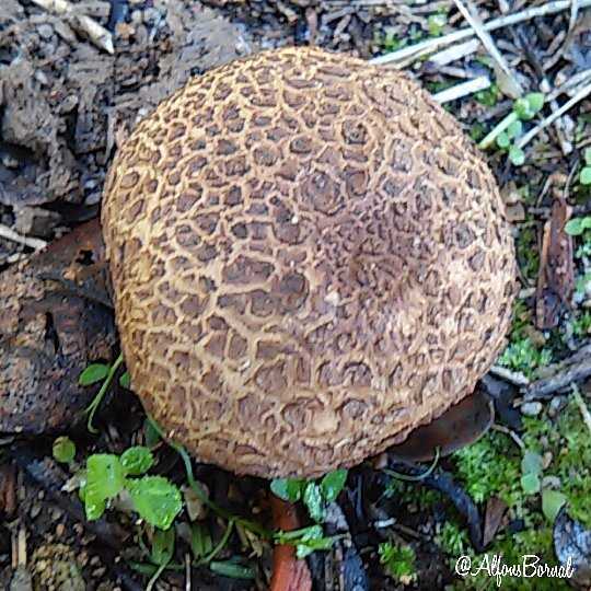 ✅ гриб дождевик: как отличить от ядовитого, фото и описание - tehnoyug.com