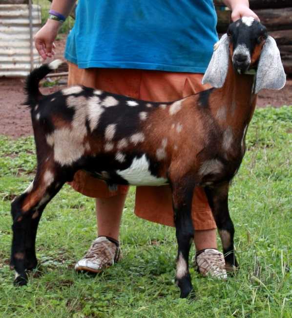 Нубийские козы: описание породы, содержание, уход, фото и видео