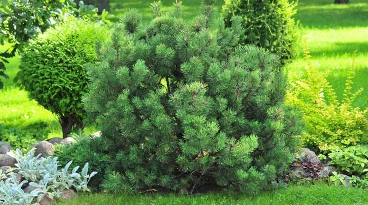 Сосна Горная Мугус (Pinus Mugo var. Mughus): описание, особенности и фото. Выращивание горной сосны Мугус: посадка, уход, размножение, использование в ландшафтном дизайне.