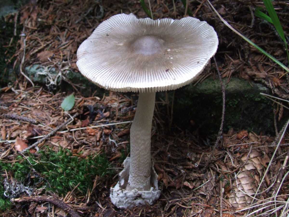 Как безошибочно отличить гриб, похожий на белый