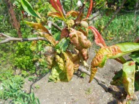 Курчавость листьев персика: лечение, обработка