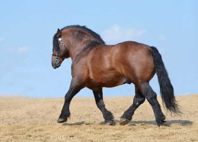 Породы лошадей тяжеловозов – аграрий