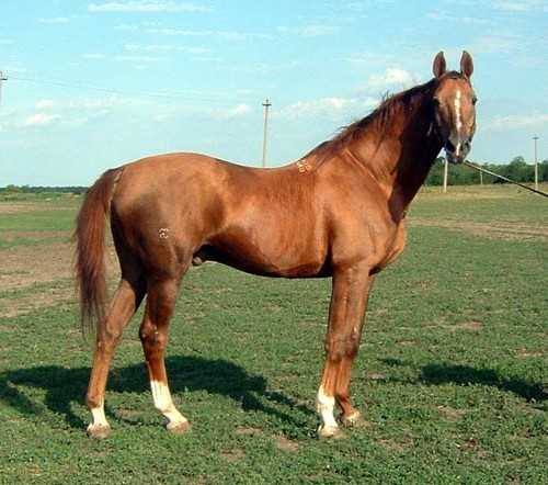 Донская порода лошадей: характеристики, описание и фото