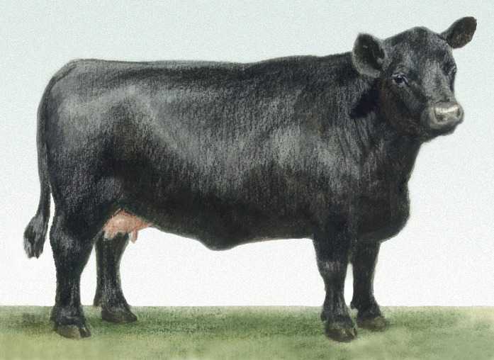 Характеристики абердин ангусской породы коров , советы