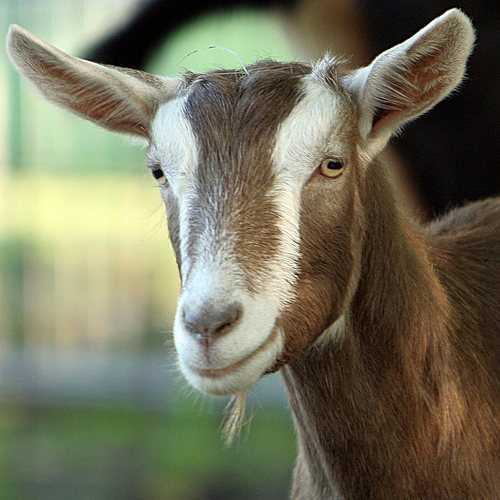 Чешские козы: внешние признаки, продуктивность коз чешской породы