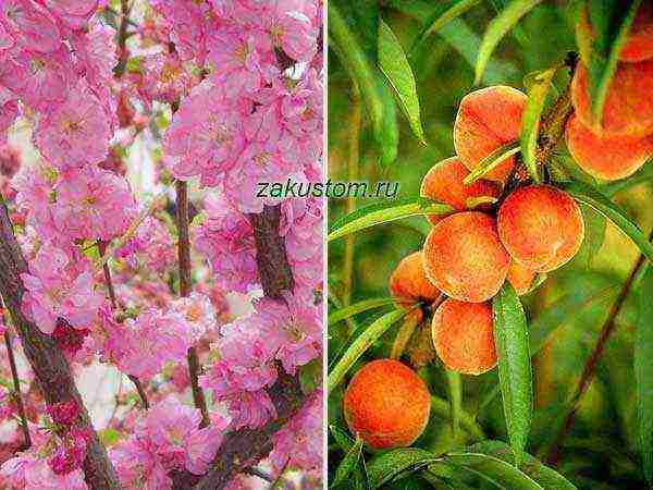 Загадочный сорт персика воронежский кустовой: что о нём говорят