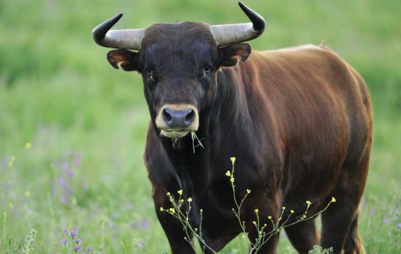 Коровы породы ватусси: характеристики, фото диких быков с самыми большими рогами, сколько живут, основной рацион в природе