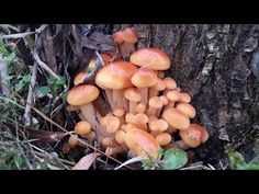 Ксерула корневая (удемансиелла, hymenopellisradicata): как выглядят грибы, где и как растут, съедобны или нет