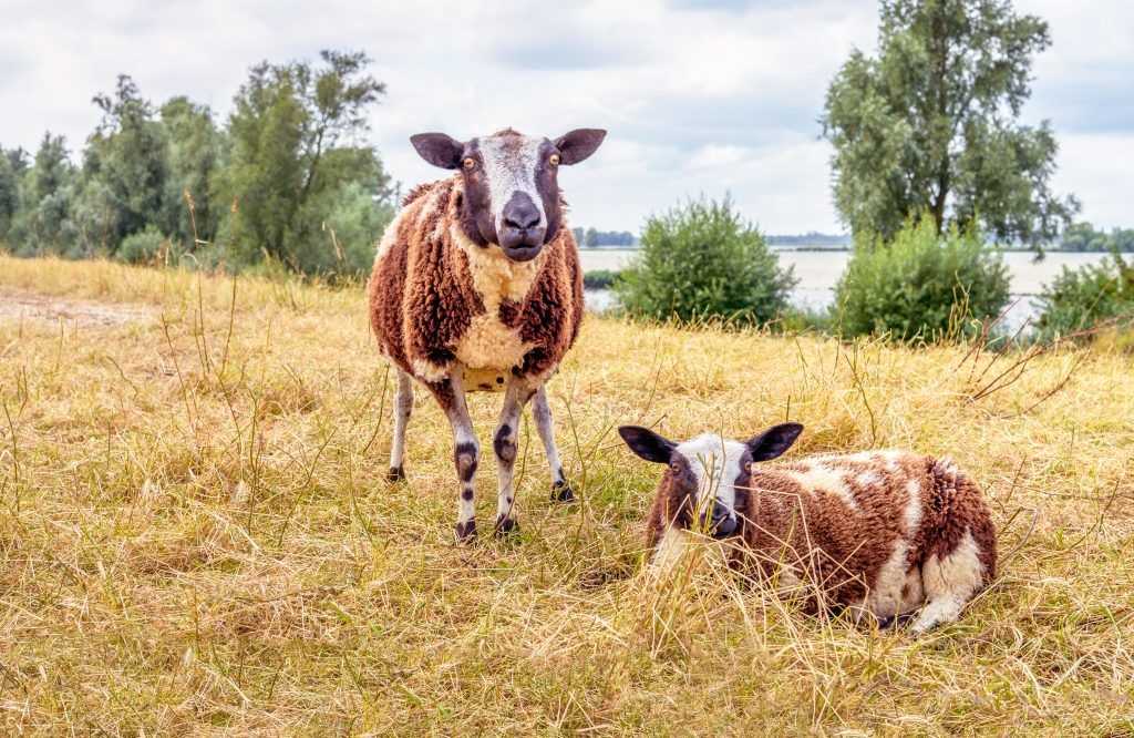 Катунская порода овец которых не надо стричь: описание и характеристика