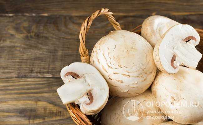 Особенности и сроки хранения свежих и готовых грибов в холодильнике