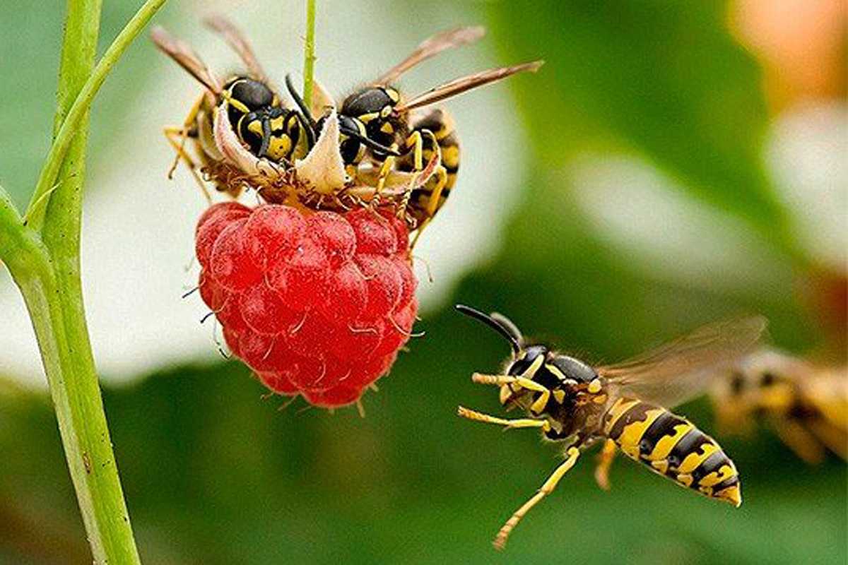 Укусы пчел. Как жалят пчелы. Опасен ли укус пчелы для человека. Аллергия на пчелиные укусы. Что делать при укусе пчел в разные части тела. Полезны ли укусы пчел.