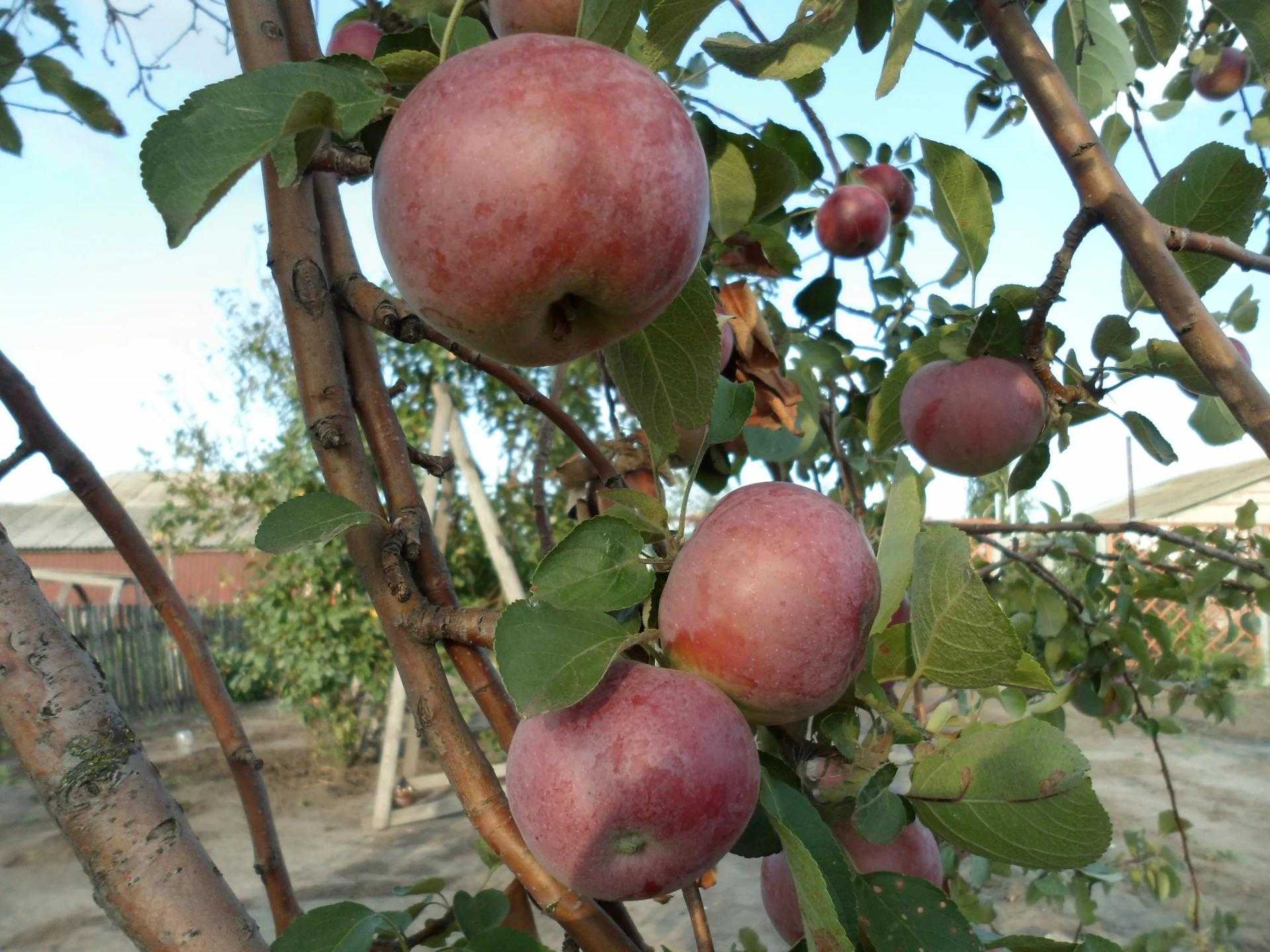 Великолепные плоды с чудесным ароматом — яблоня сорта «орлик»