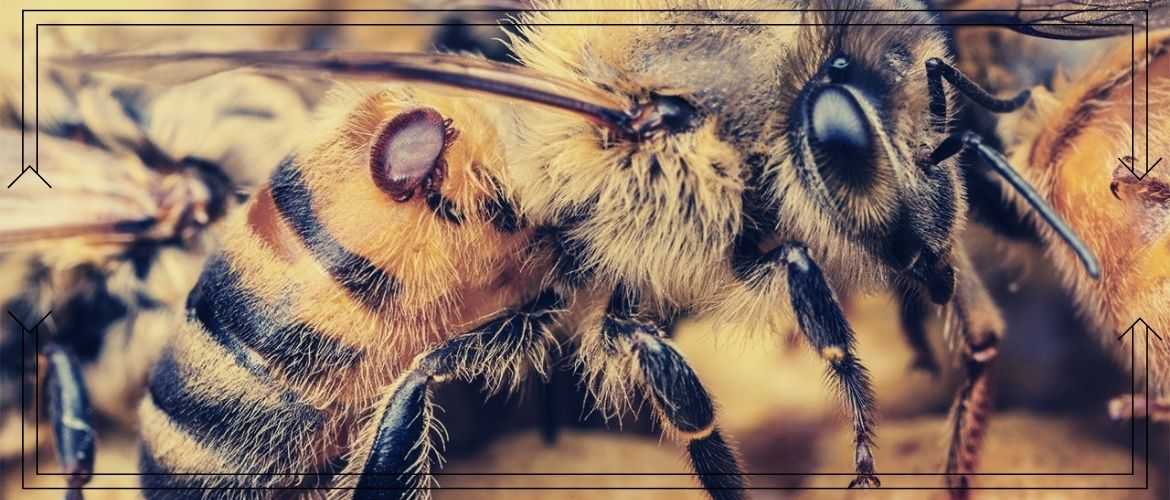 ❶ 4 способа как вылечить варроатоз пчел