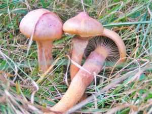 Описание гриба мокруха пурпуровая - мыдачники