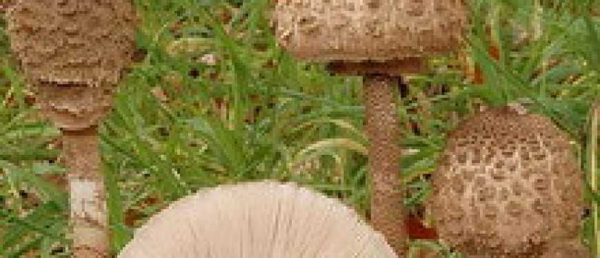 Гриб-зонтик пестрый: особенности и способы выращивания