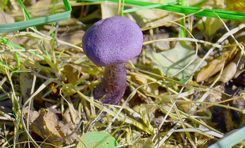 Есть ли белые грибы в Московской области, период сбора. Плодоношение боровиков в июне, июле и августе. Места сбора, продолжительность сезона. Советы грибников.