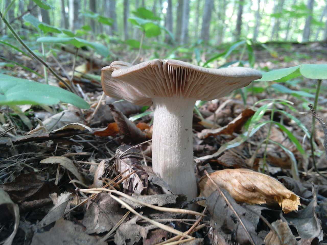 Энтолома недоразвитая (entoloma abortivum) –  грибы сибири