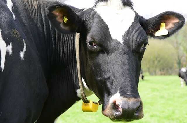 Особенности развития ацидоза у коров, симптомы, диагностика и лечение