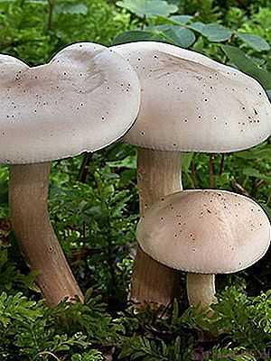 Рядовка тополевая: где искать грибы и как их употреблять