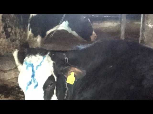Шишка на шее у коровы