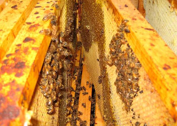 Мешотчатый расплод пчел: причины, лечение, профилактика