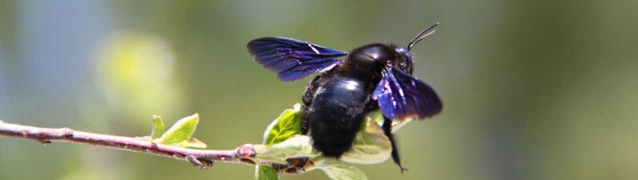 Пчела плотник (обыкновенная, древесная): фото и описание, укус, как избавиться, методы борьбы