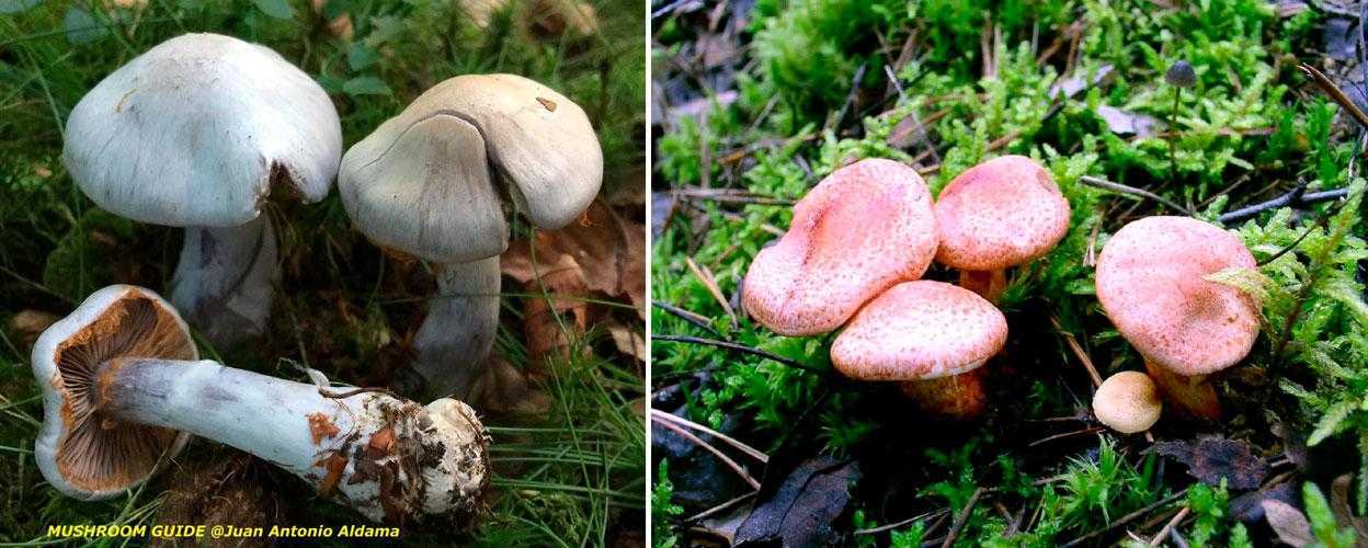 Названия и описание фиолетовых грибов (+23 фото)