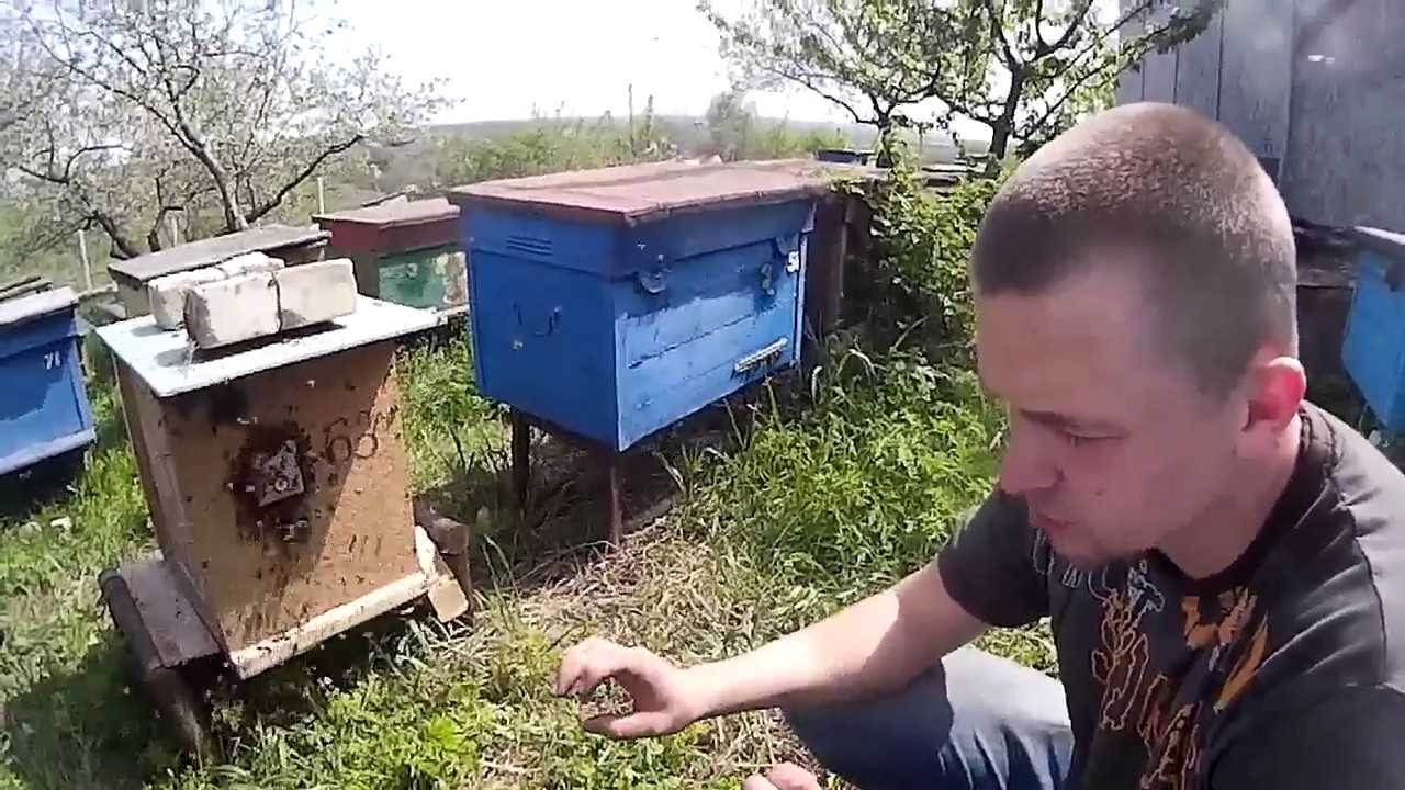 Напад пчел и пчелиное воровство: что делать и как бороться?