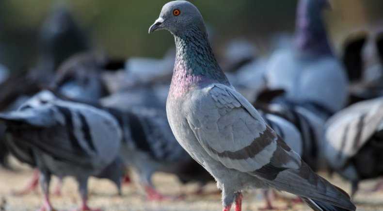 Сколько живут голуби: как определить возраст птицы. фото, видео.