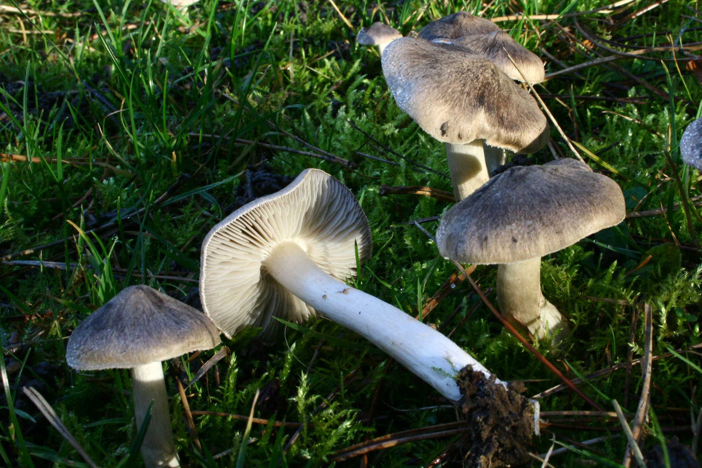 Гриб подтопольник (рядовка тополевая) –  фото и описание гриба