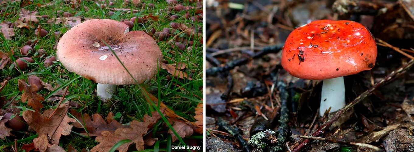 Сыроежка — как выглядит гриб и как его употреблять в пищу